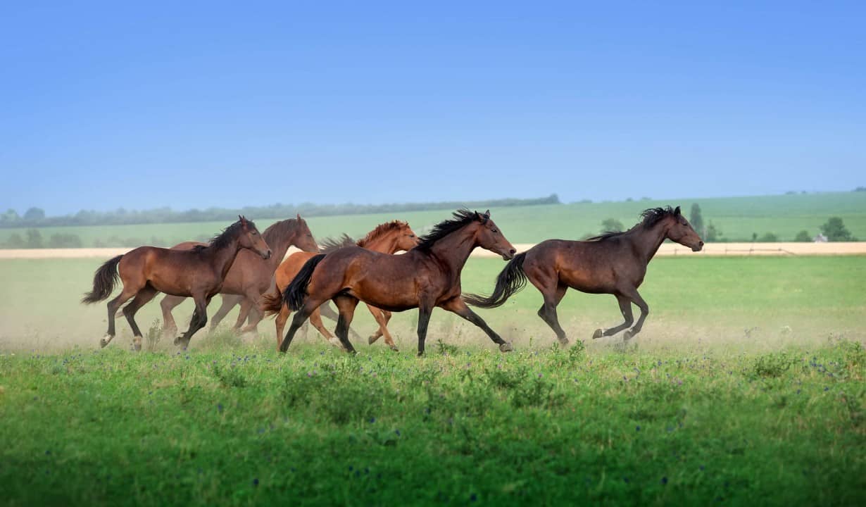 Horse Insurance Quotes | Equine Insurance Policy Cover